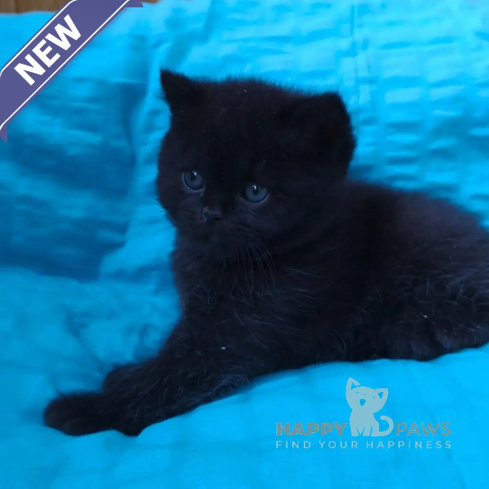 Milash British Shorthair male black live animals