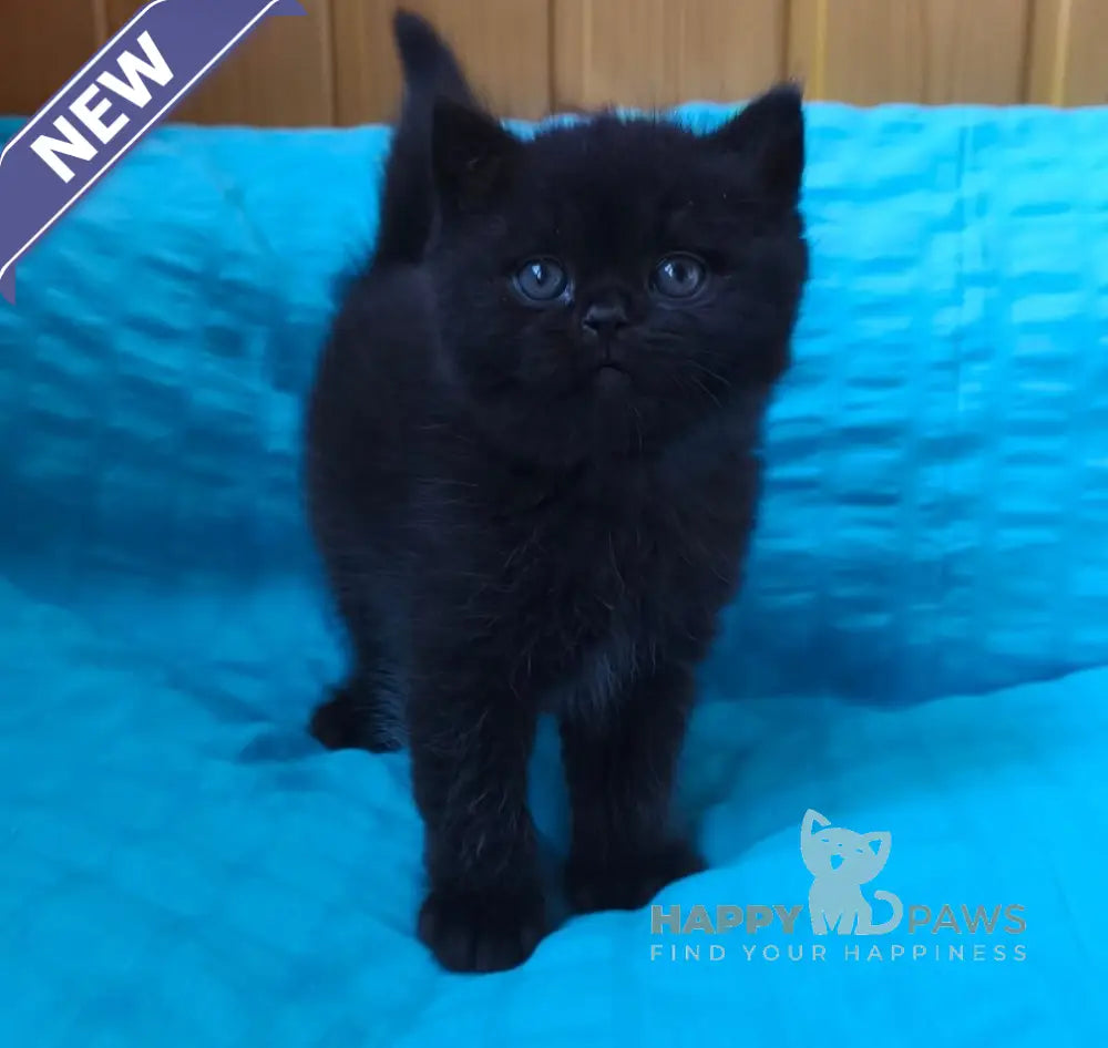 Milash British Shorthair male black live animals