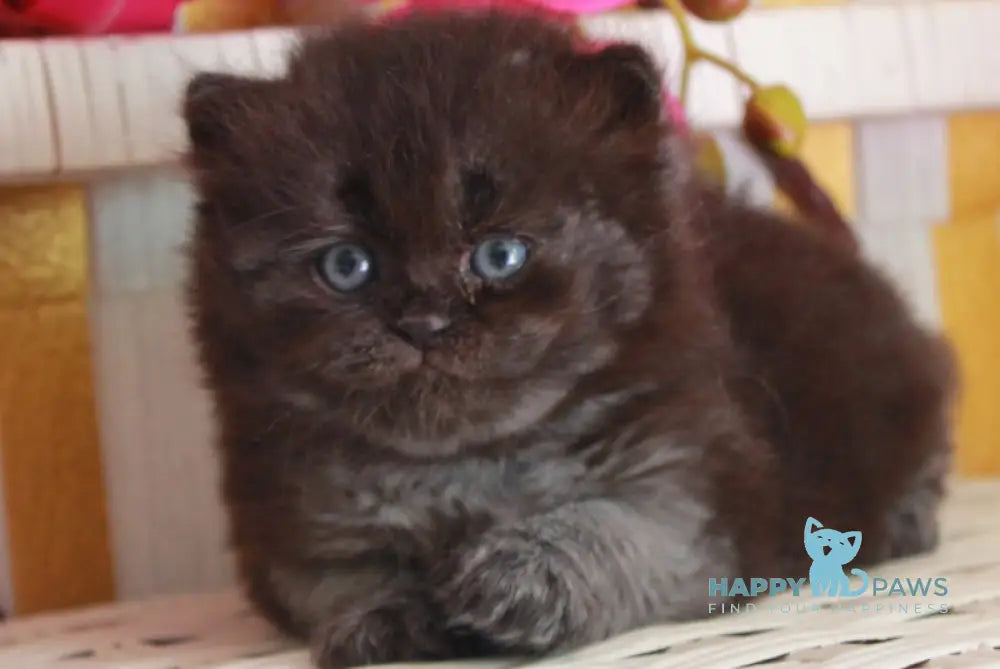 Milasha British Longhair female black live animals