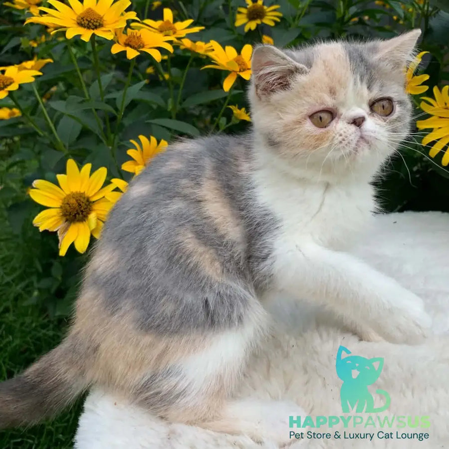 Milashka Exotic female blue tortie tabby bicolour - live animals