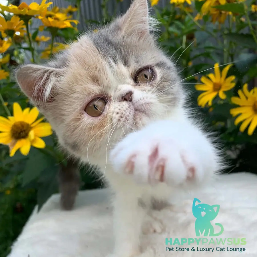 Milashka Exotic female blue tortie tabby bicolour - live animals
