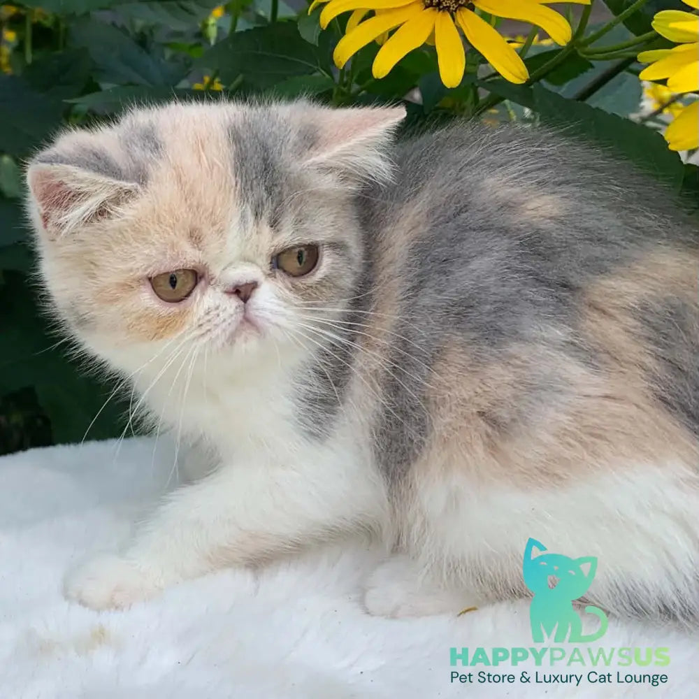 Milashka Exotic female blue tortie tabby bicolour - live animals