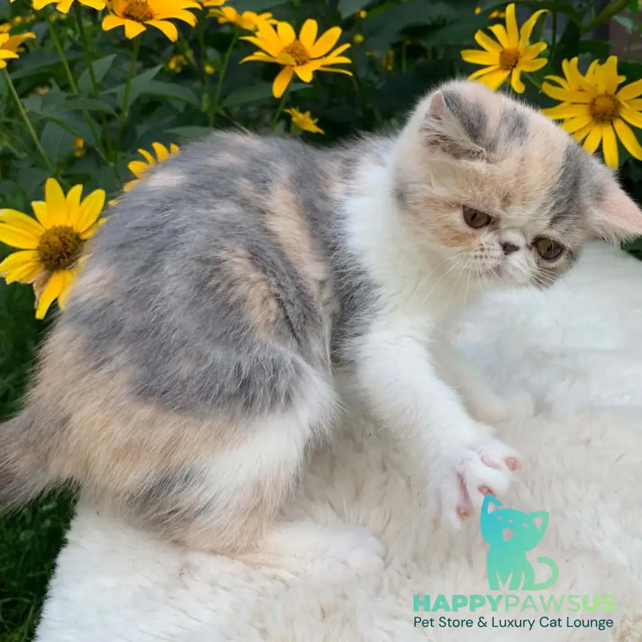 Milashka Exotic female blue tortie tabby bicolour - live animals