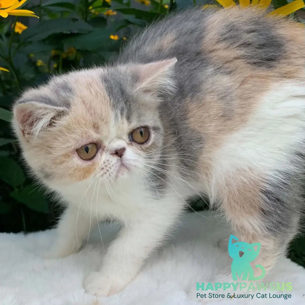 Milashka Exotic female blue tortie tabby bicolour - live animals