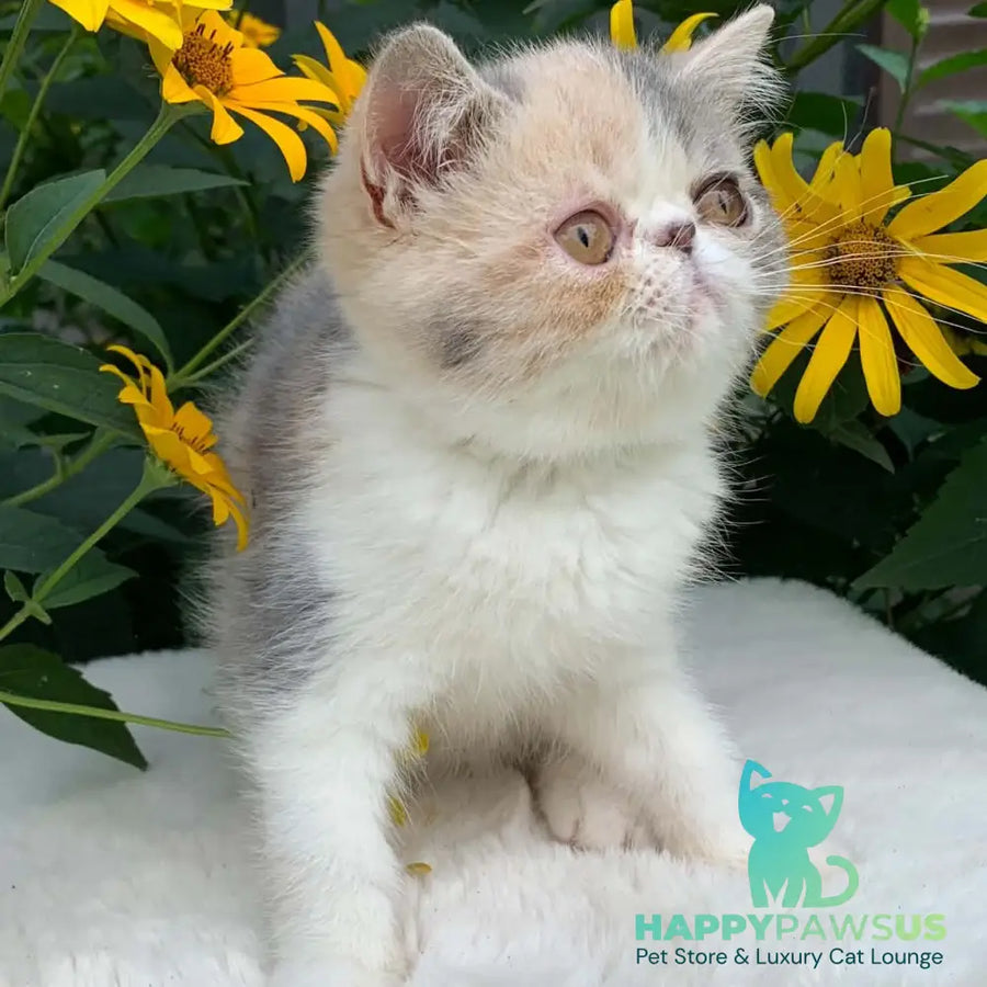 Milashka Exotic female blue tortie tabby bicolour - live animals