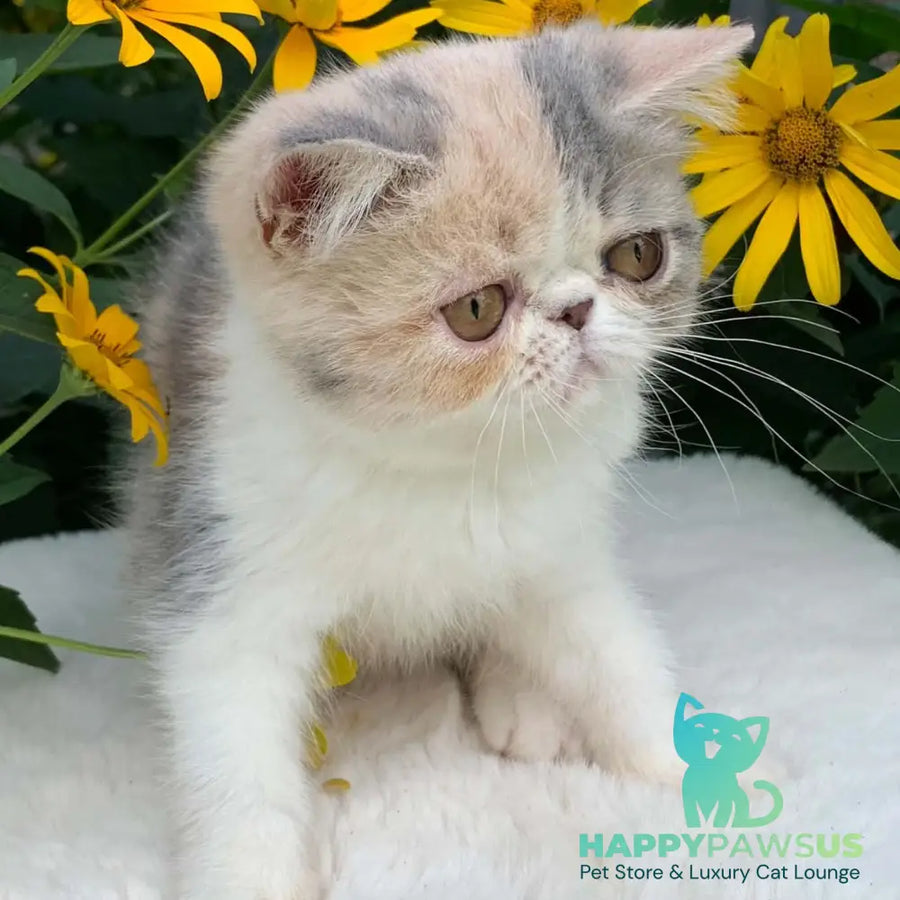 Milashka Exotic female blue tortie tabby bicolour - live animals