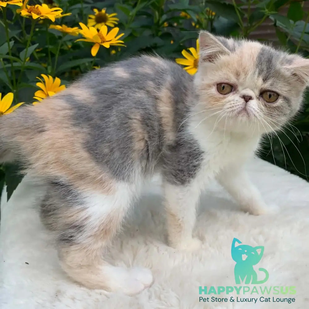 Milashka Exotic female blue tortie tabby bicolour - live animals
