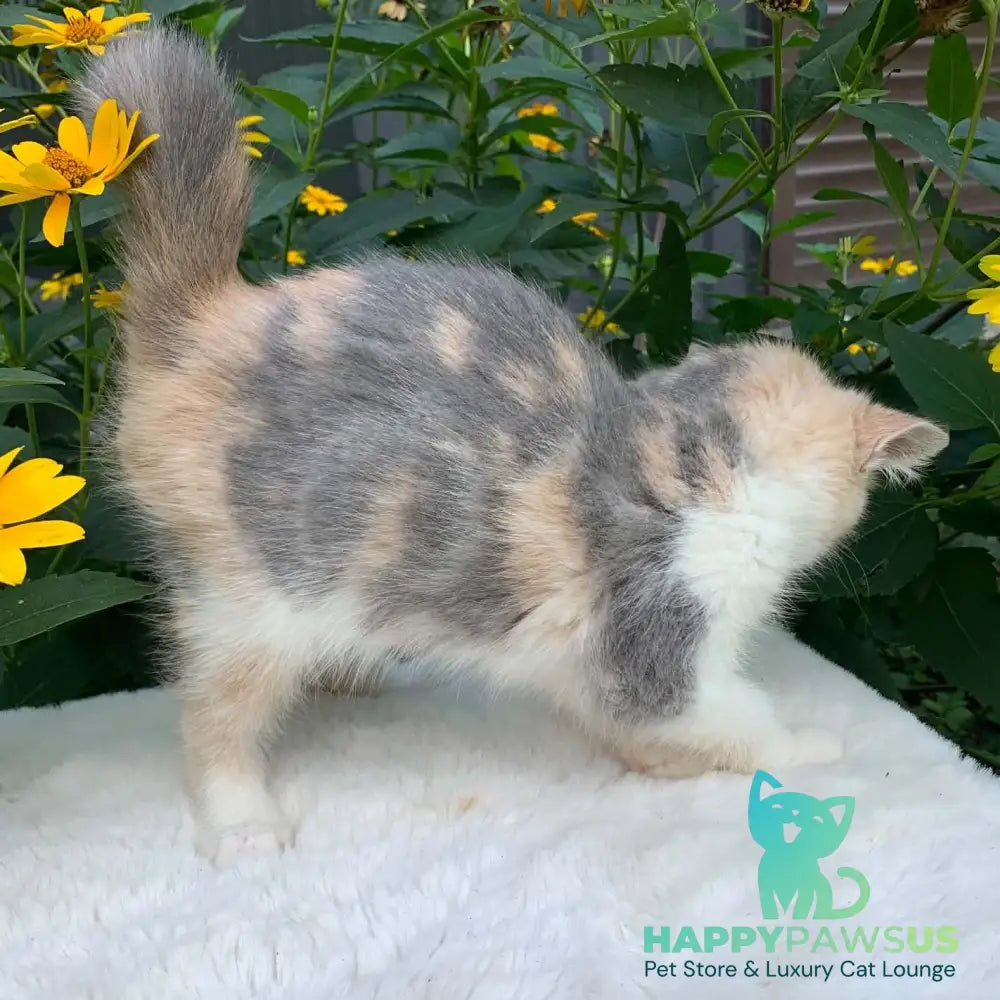 Milashka Exotic female blue tortie tabby bicolour - live animals