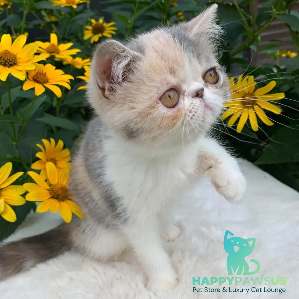 Milashka Exotic female blue tortie tabby bicolour - live animals