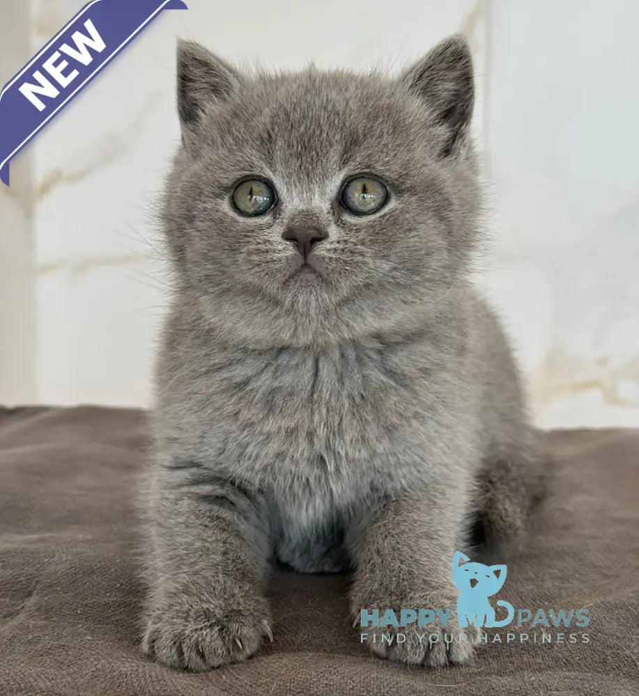 Milashka Scottish Straight female blue live animals