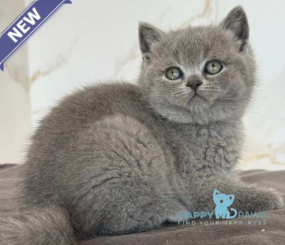 Milashka Scottish Straight female blue live animals