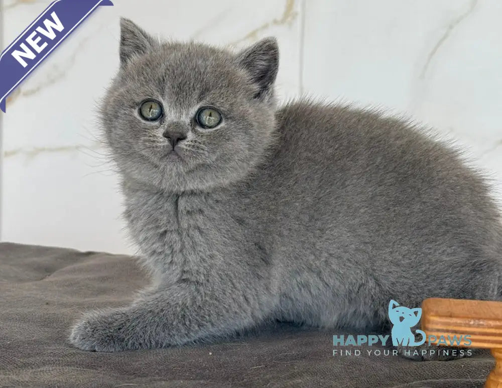 Milashka Scottish Straight female blue live animals