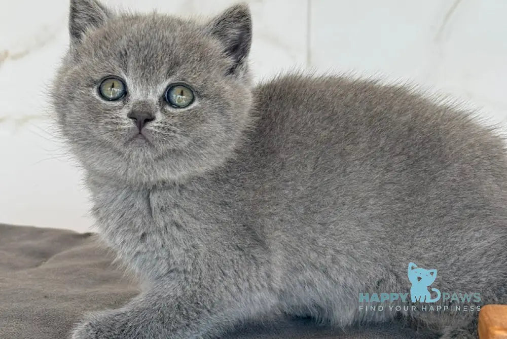 Milashka Scottish Straight female blue live animals