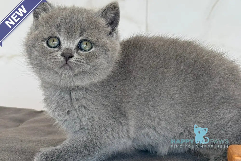 Milashka Scottish Straight female blue live animals