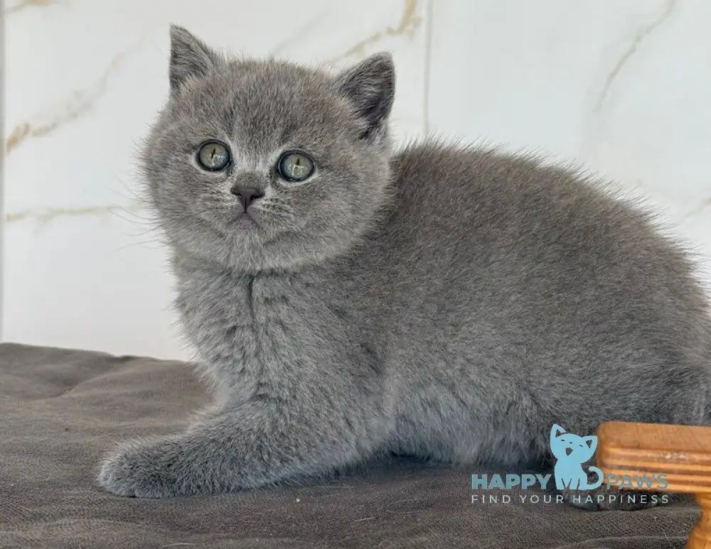 Milashka Scottish Straight female blue live animals
