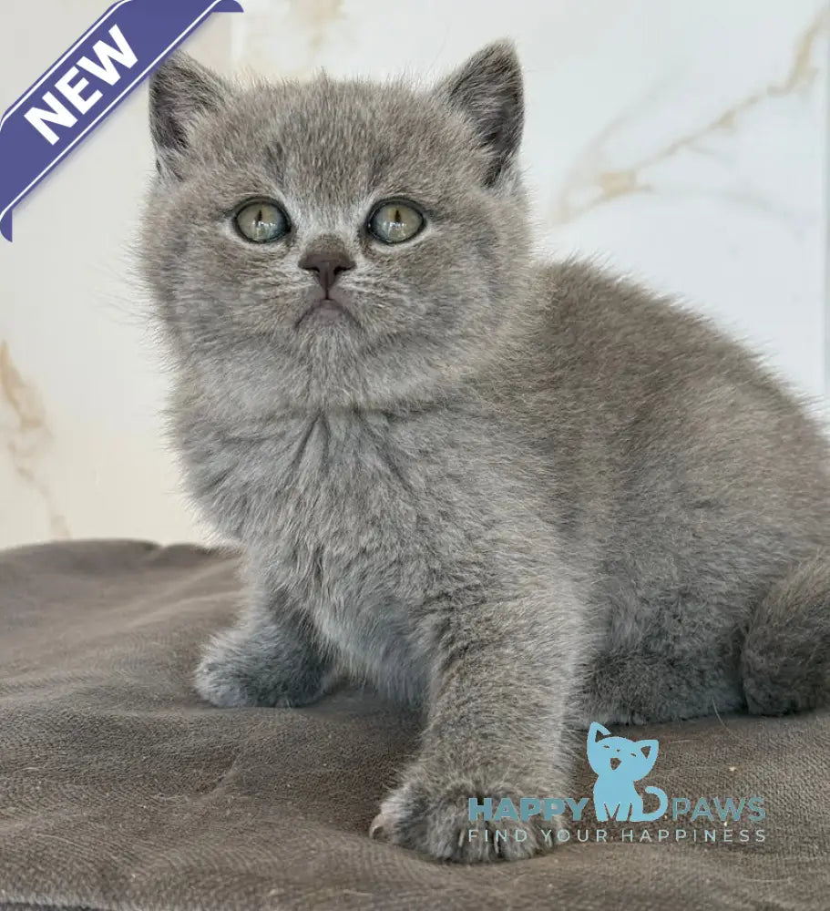 Milashka Scottish Straight female blue live animals