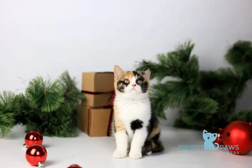 Мiledy British Shorthair female black tortie bicolour live animals