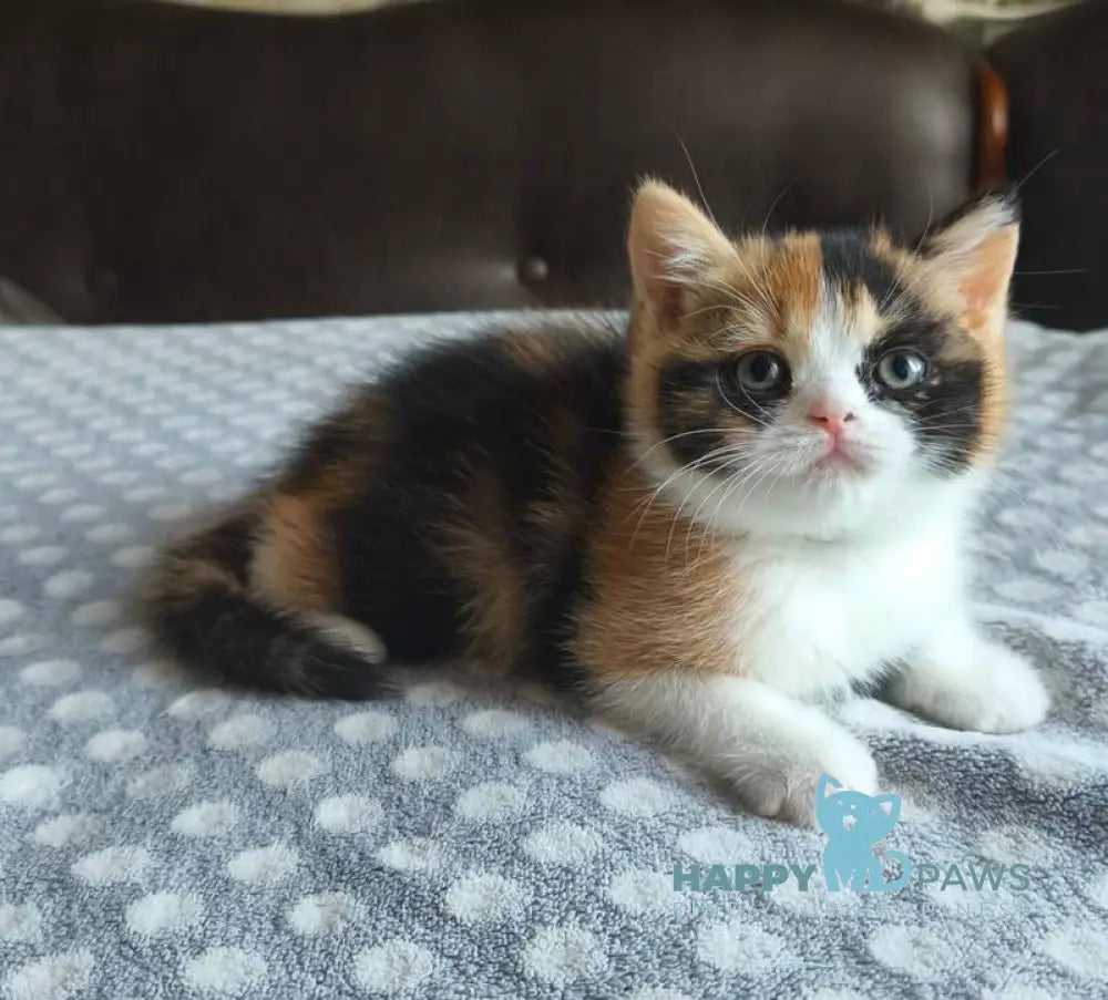Мiledy British Shorthair female black tortie bicolour live animals