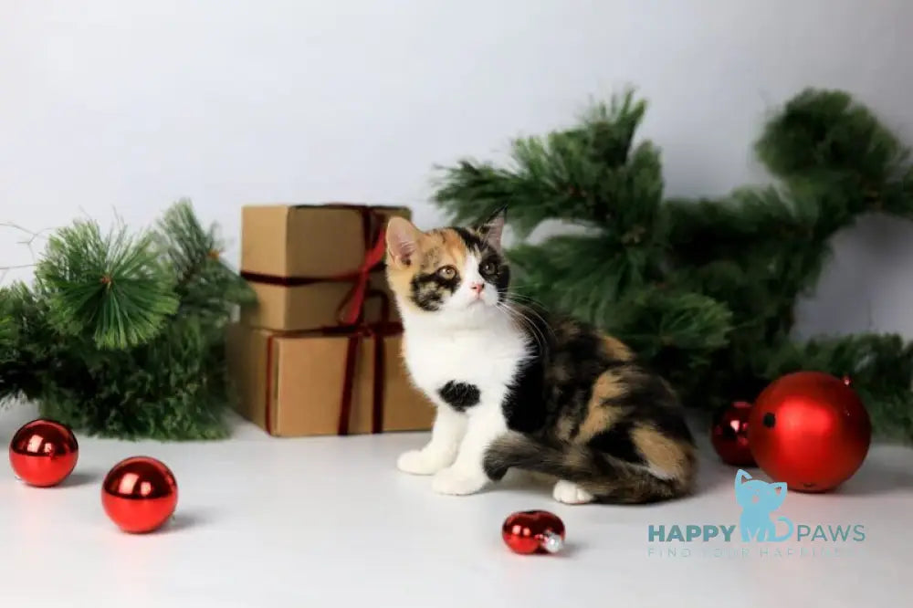 Мiledy British Shorthair female black tortie bicolour live animals