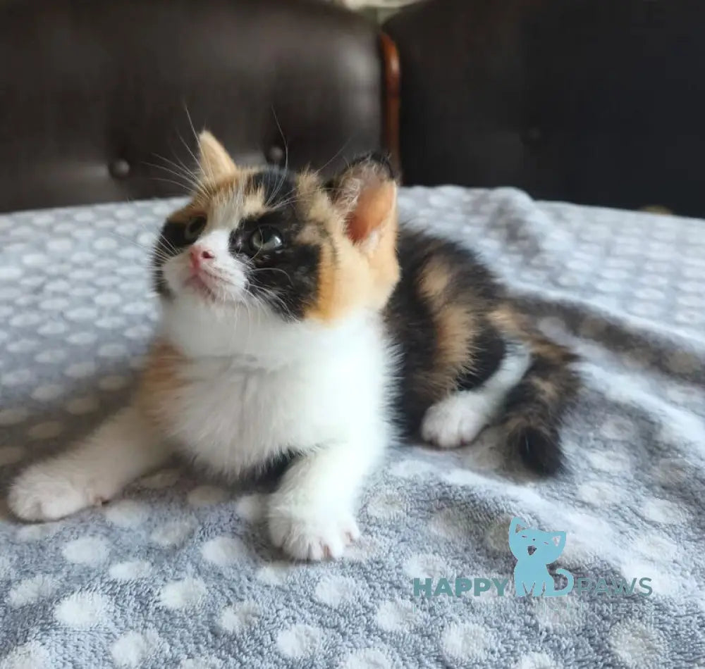 Мiledy British Shorthair female black tortie bicolour live animals