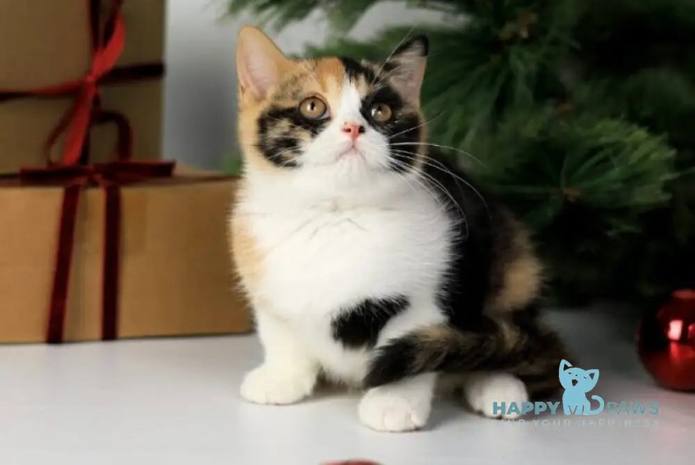 Мiledy British Shorthair female black tortie bicolour live animals