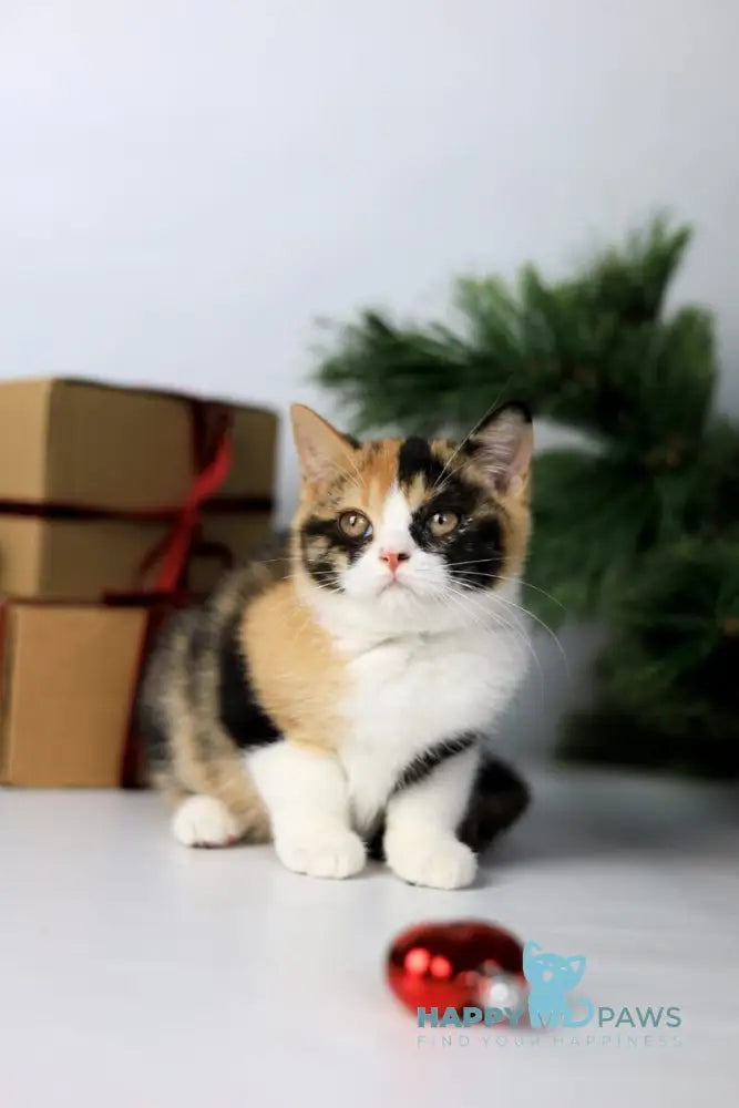 Мiledy British Shorthair female black tortie bicolour live animals