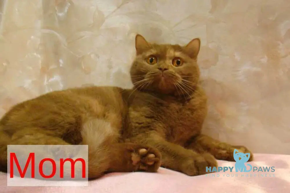 Мiledy British Shorthair female black tortie bicolour live animals