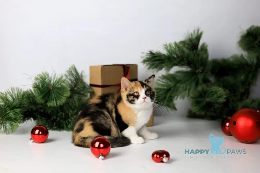 Мiledy British Shorthair female black tortie bicolour live animals