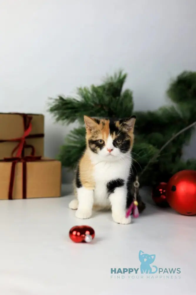 Мiledy British Shorthair female black tortie bicolour live animals