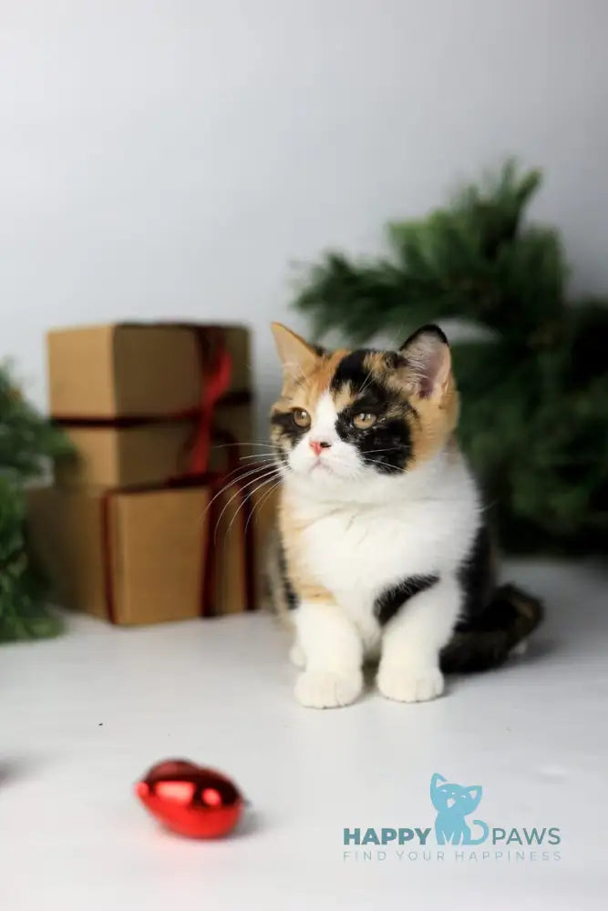 Мiledy British Shorthair female black tortie bicolour live animals