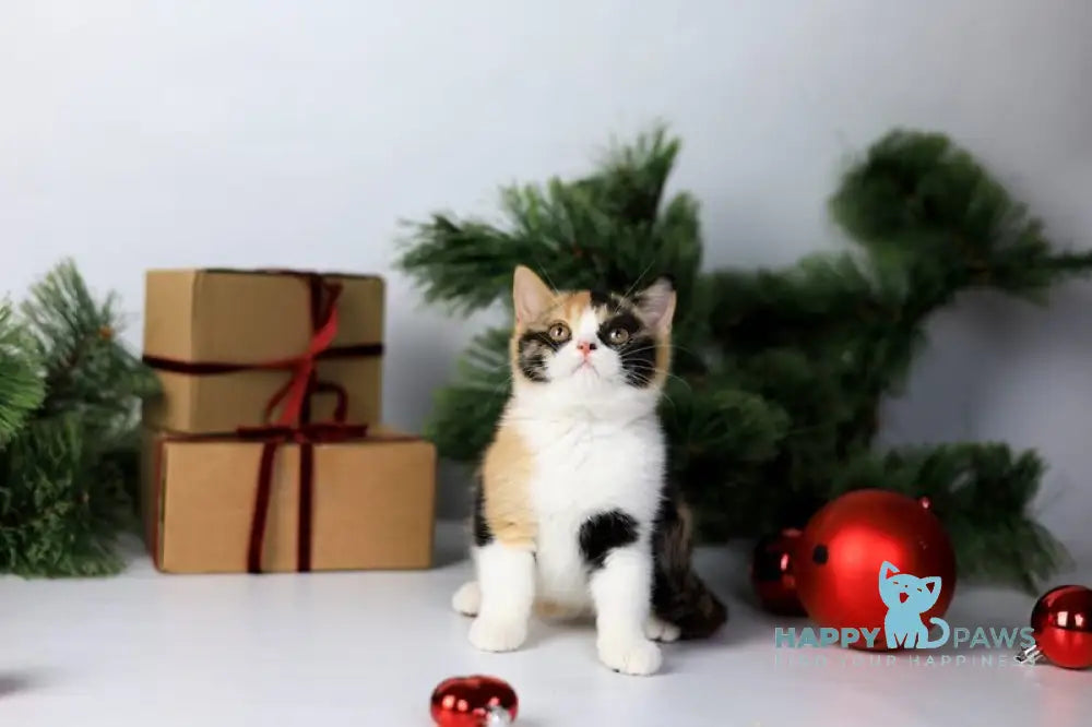 Мiledy British Shorthair female black tortie bicolour live animals