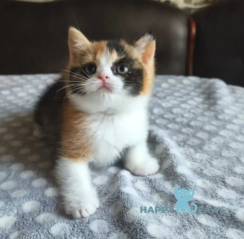 Мiledy British Shorthair female black tortie bicolour live animals