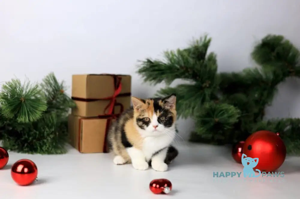 Мiledy British Shorthair female black tortie bicolour live animals