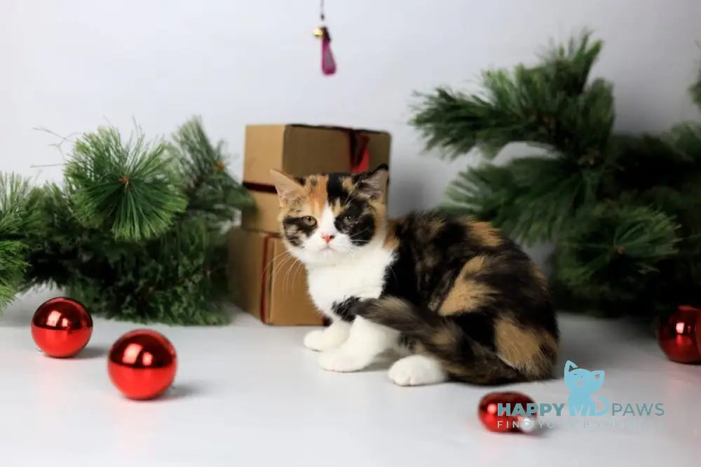 Мiledy British Shorthair female black tortie bicolour live animals