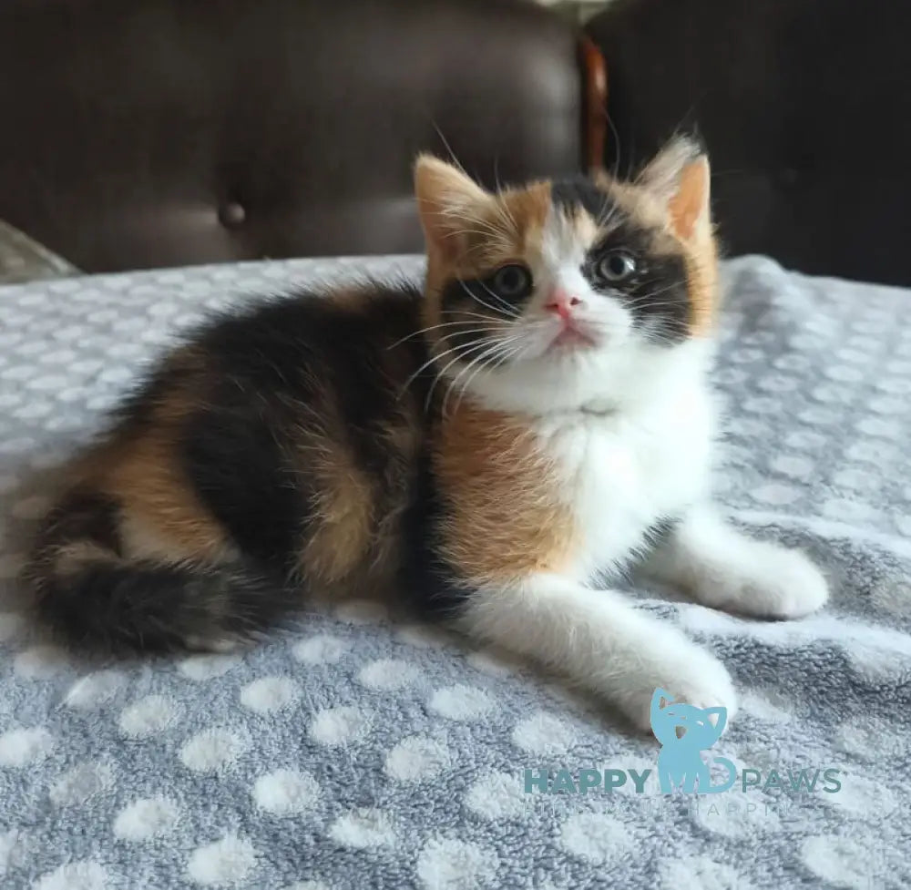 Мiledy British Shorthair female black tortie bicolour live animals