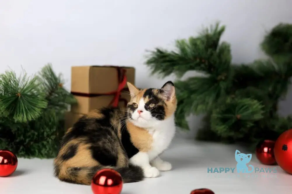 Мiledy British Shorthair female black tortie bicolour live animals