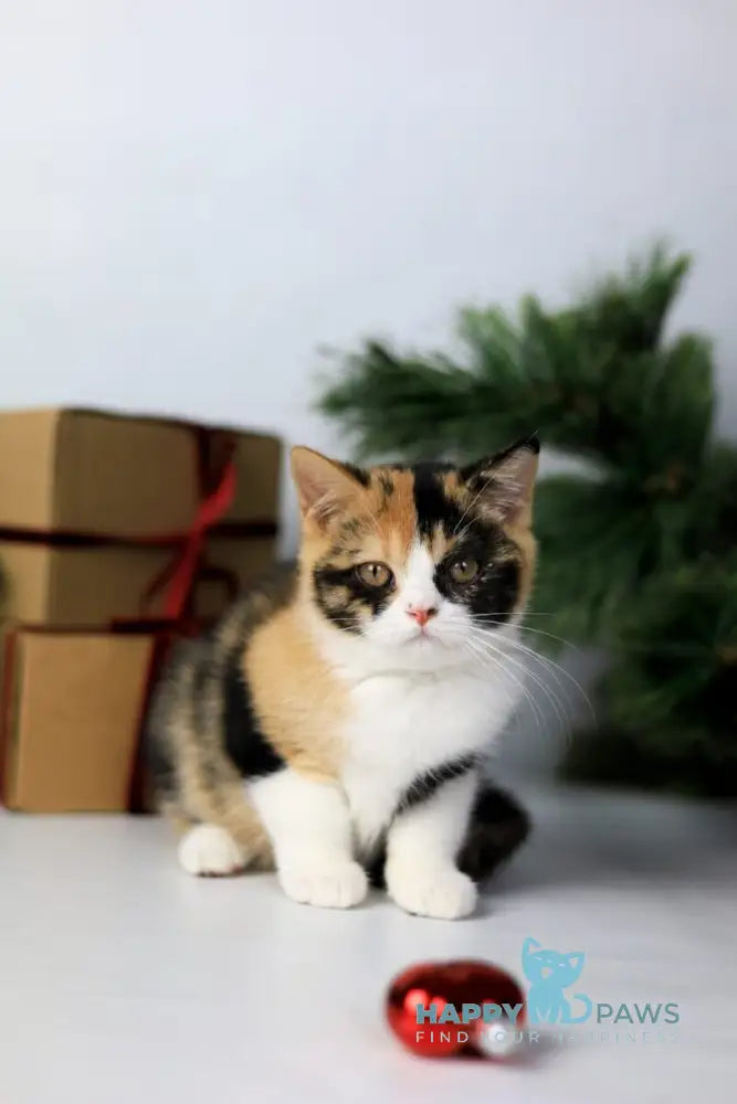 Мiledy British Shorthair female black tortie bicolour live animals