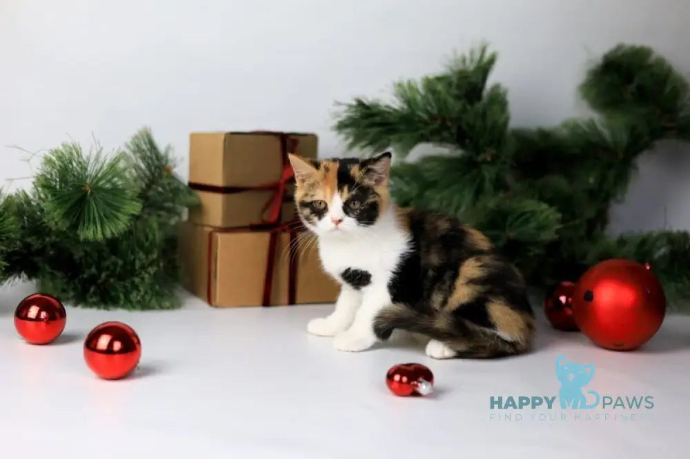 Мiledy British Shorthair female black tortie bicolour live animals