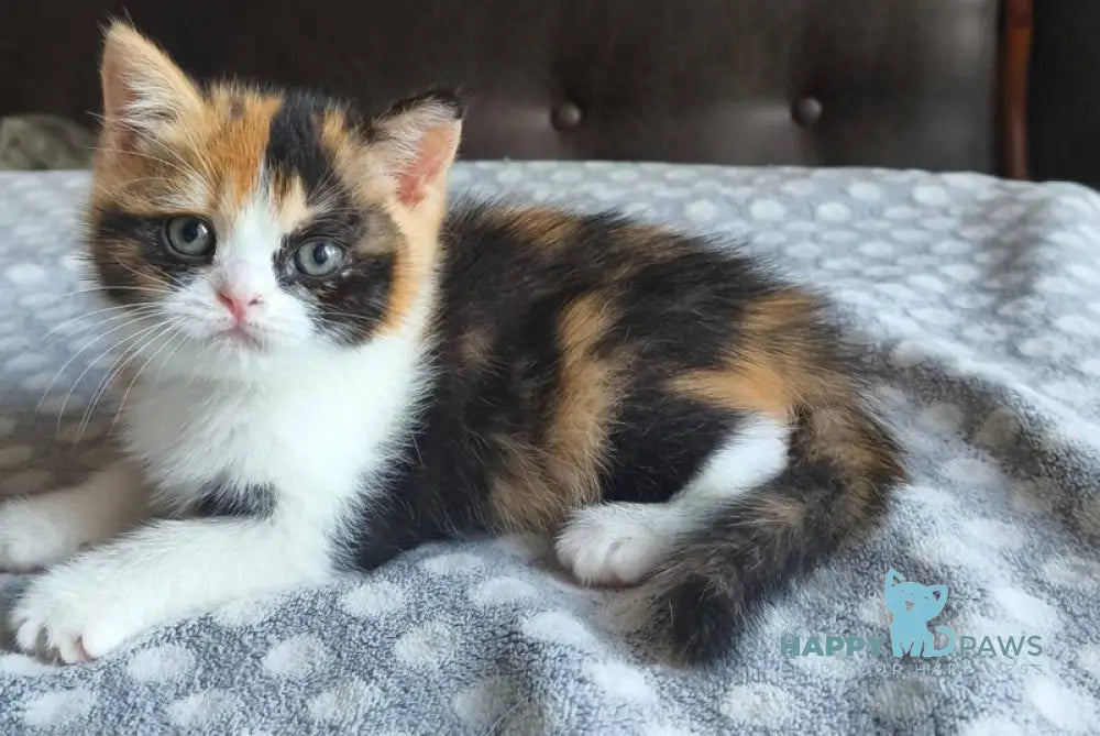 Мiledy British Shorthair female black tortie bicolour live animals