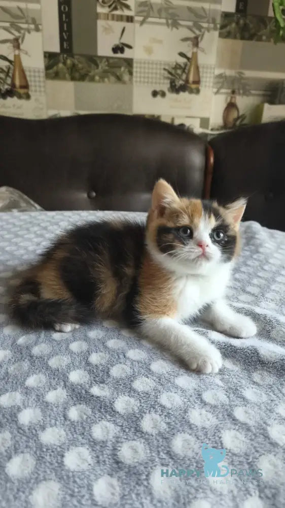 Мiledy British Shorthair female black tortie bicolour live animals