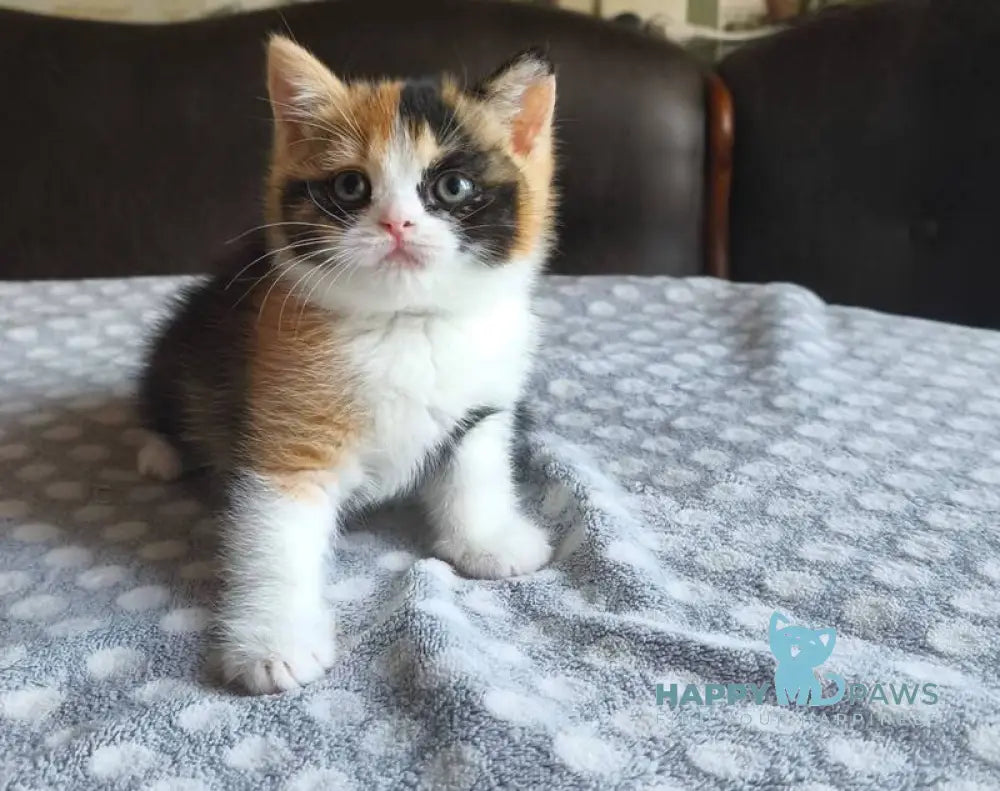Мiledy British Shorthair female black tortie bicolour live animals