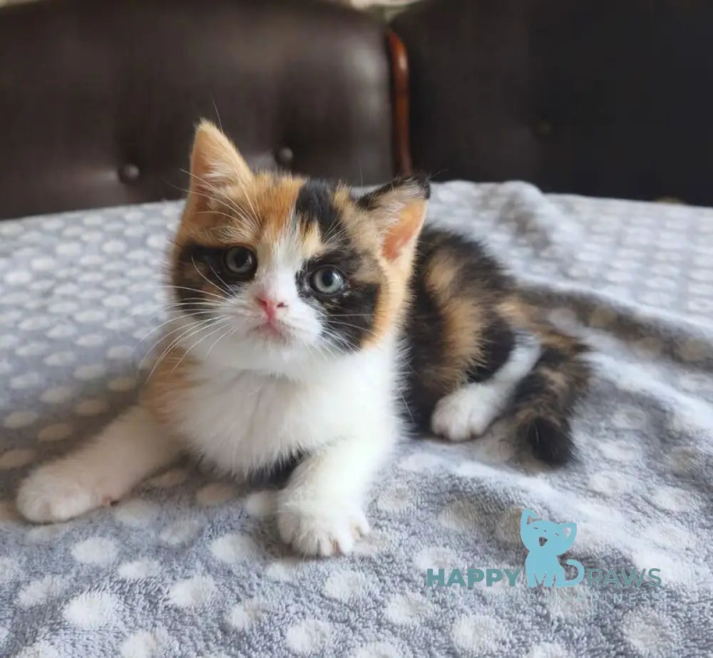 Мiledy British Shorthair female black tortie bicolour live animals