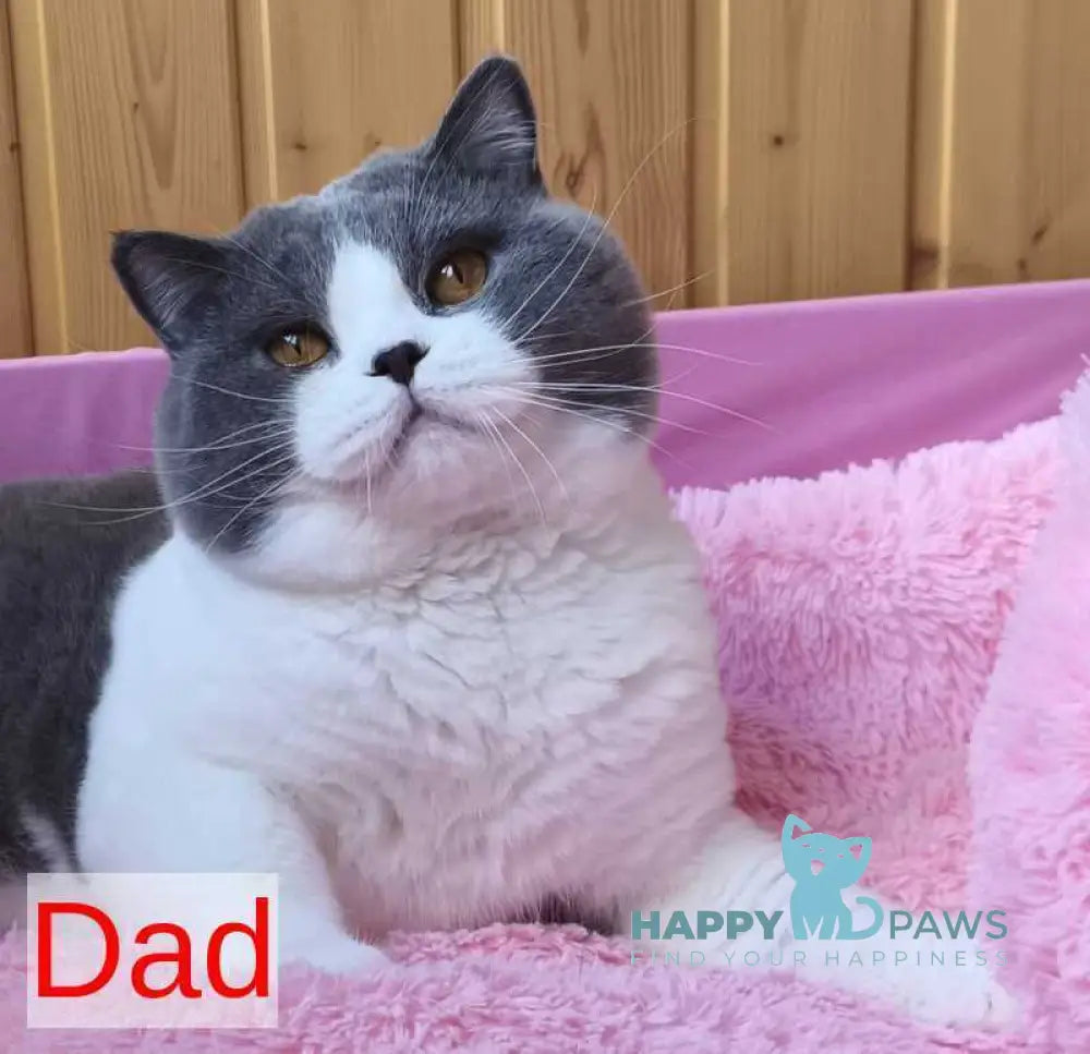 Мiledy British Shorthair female black tortie bicolour live animals