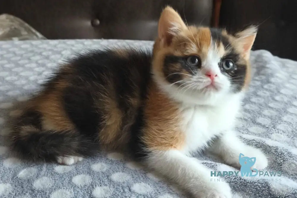 Мiledy British Shorthair female black tortie bicolour live animals