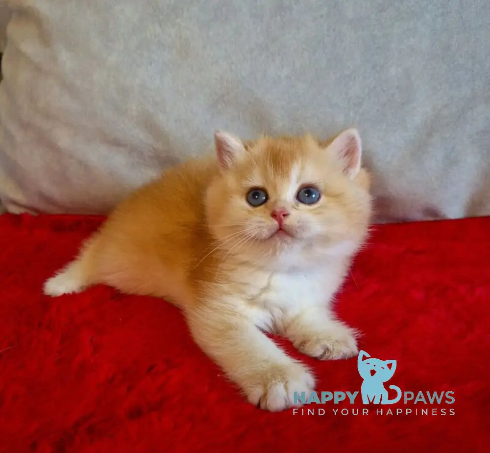 Milena British Shorthair female black golden chinchilla live animals