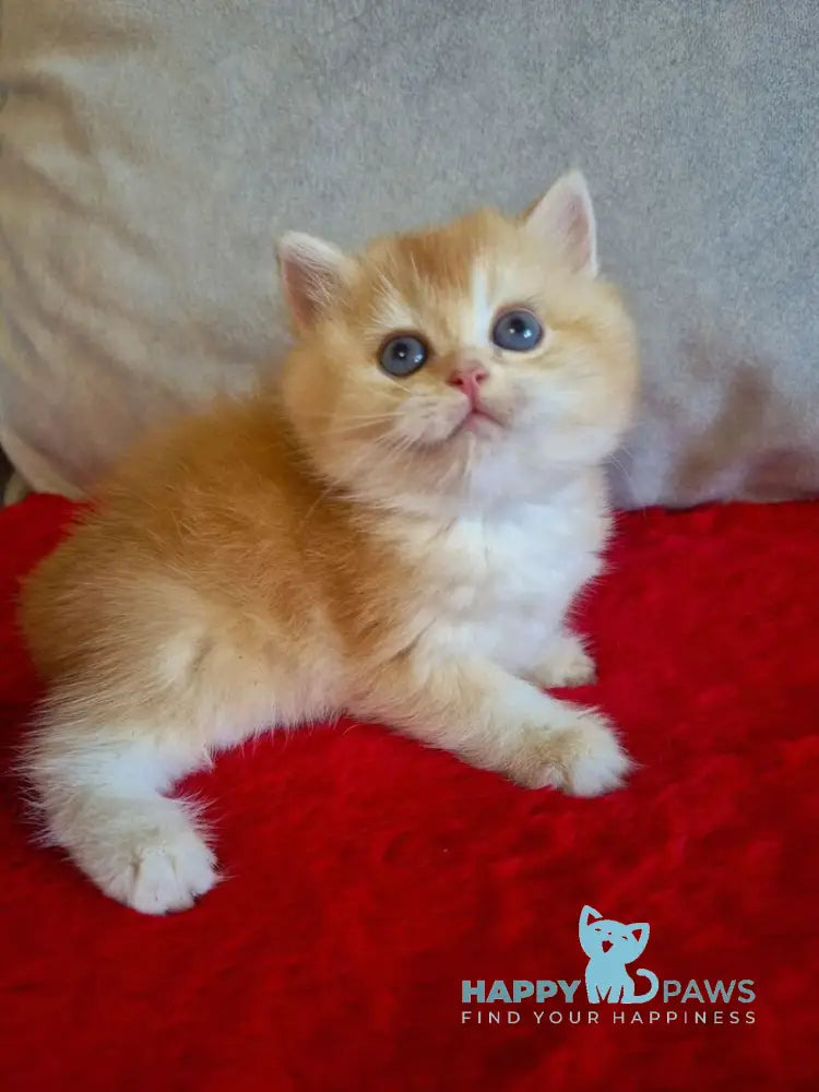 Milena British Shorthair female black golden chinchilla live animals