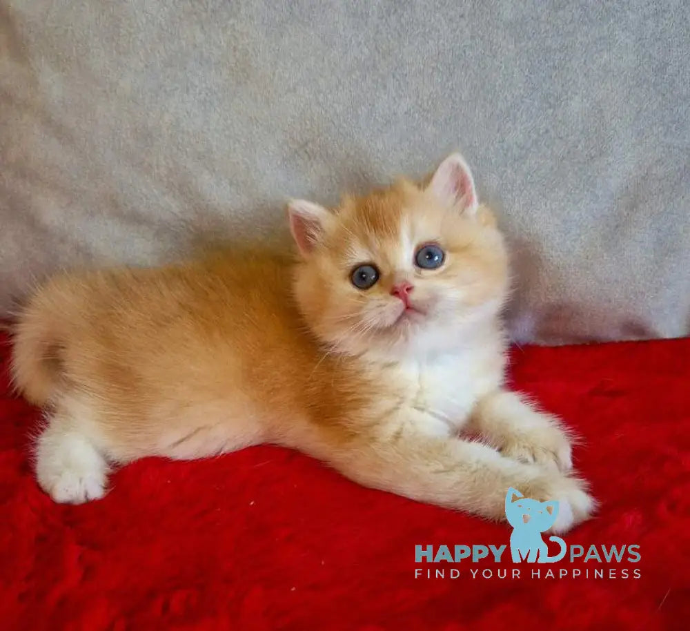 Milena British Shorthair female black golden chinchilla live animals