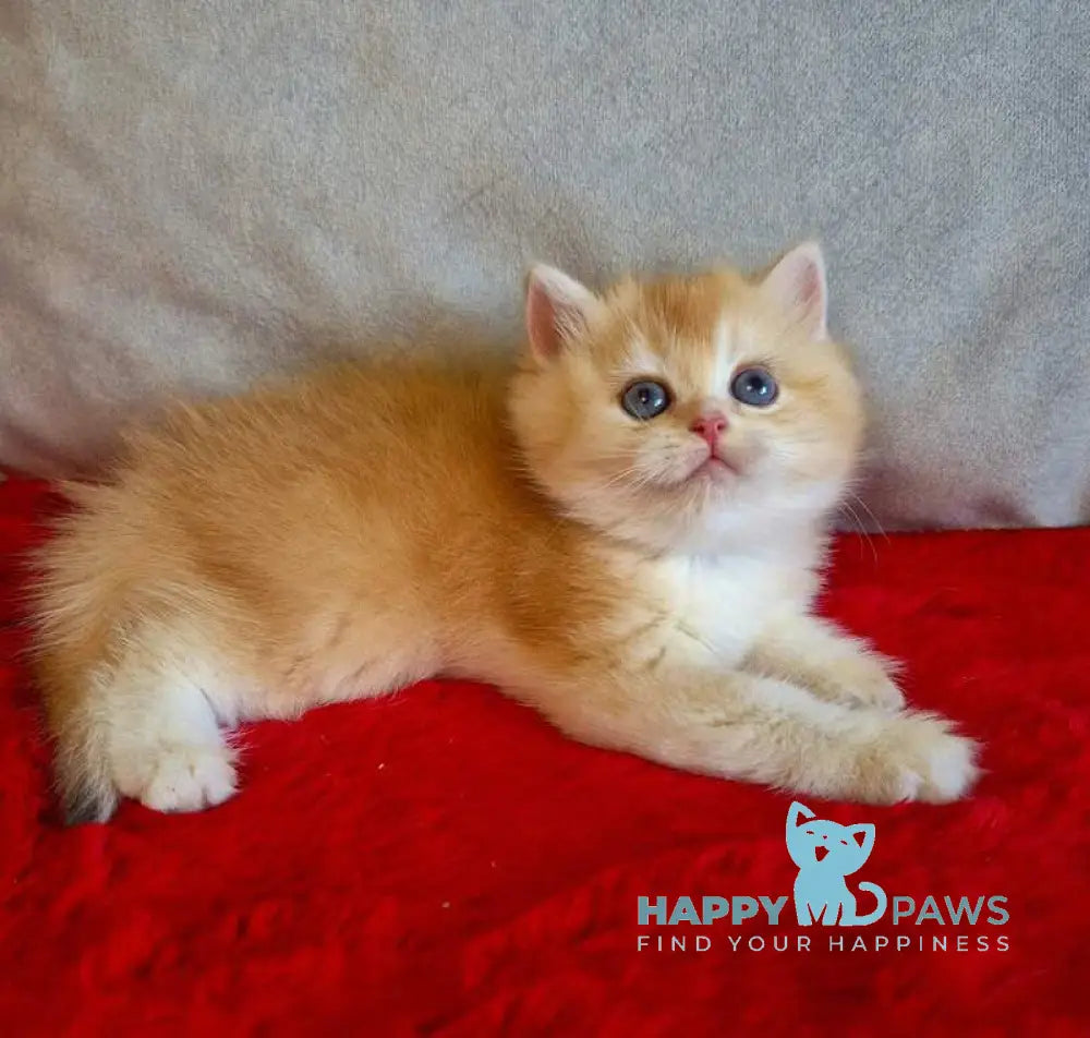 Milena British Shorthair female black golden chinchilla live animals