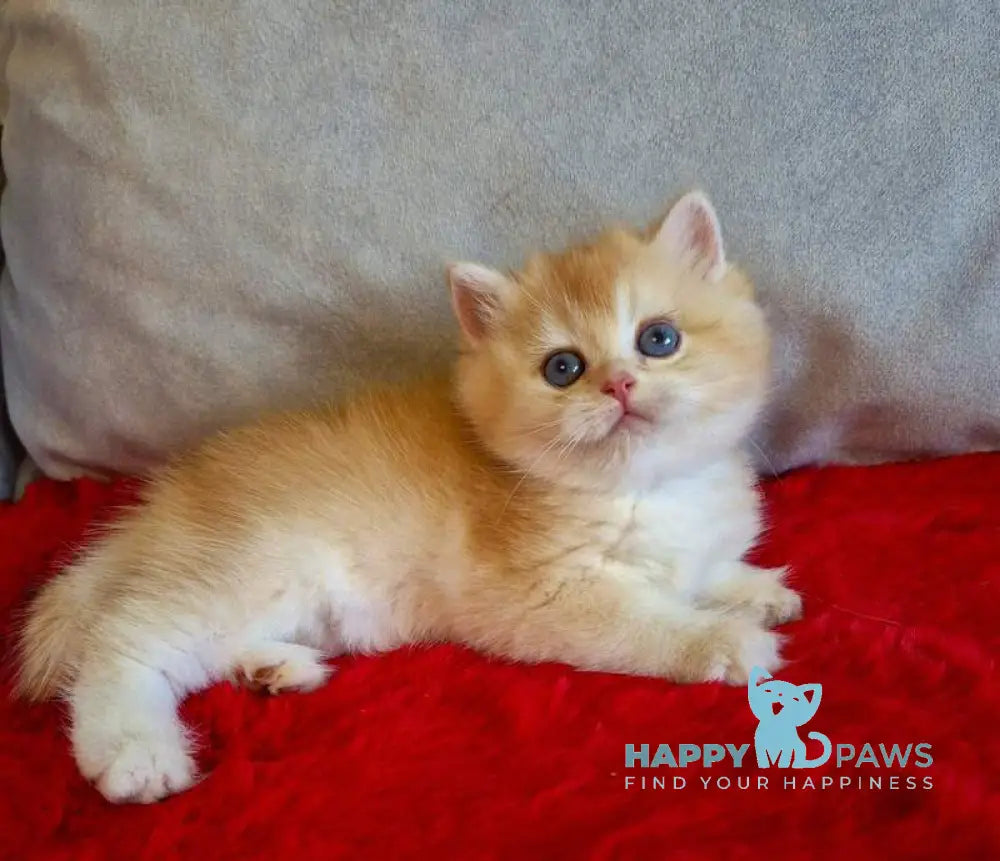 Milena British Shorthair female black golden chinchilla live animals