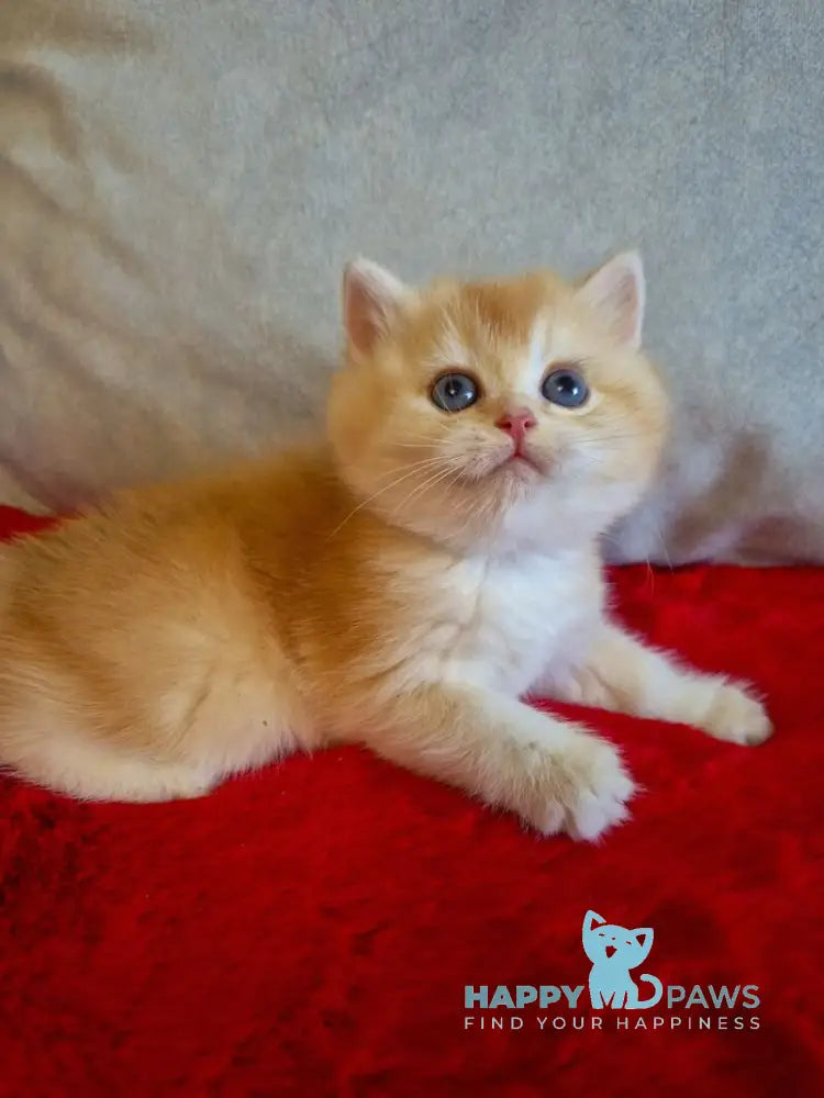 Milena British Shorthair female black golden chinchilla live animals
